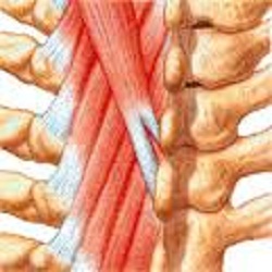Injury of Paravertebral Muscles (Strain) and Ligaments (Sprain)