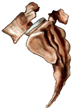 Coccygodynia (Coccyx pain)