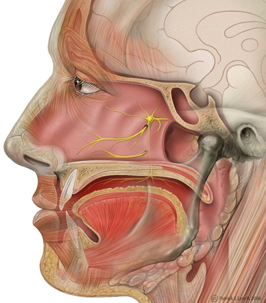 Sphenopalatine Ganglion Block