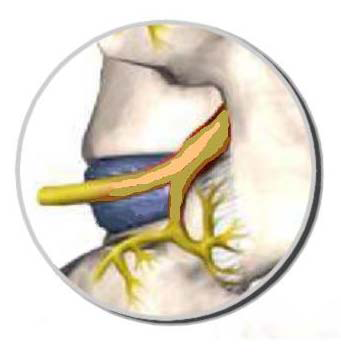 Ramus Communicans Nerve Block (of the Sympathetic Chain)